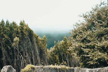 Green-leafed Trees