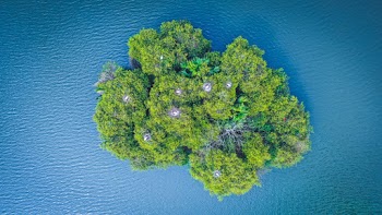 Green-leafed Trees