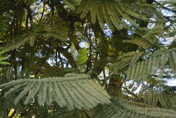 Green-leafed Trees