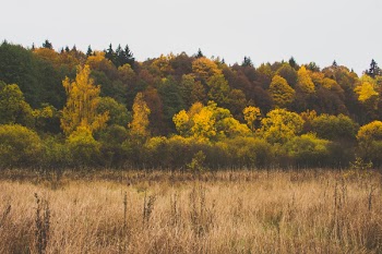 Green Leafed Trees
