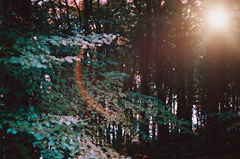 Green Leafed Trees 