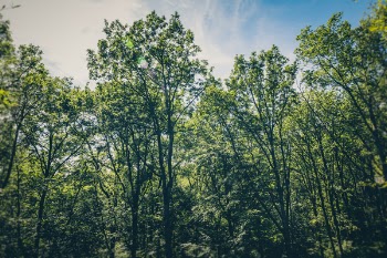 Green Leafed Trees