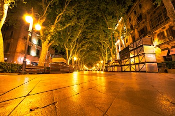 Green Leafed Trees
