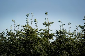 green leafed trees
