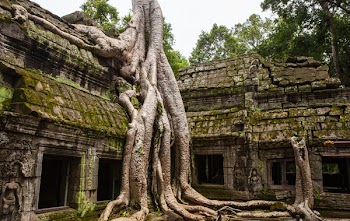 Green Leafed Trees