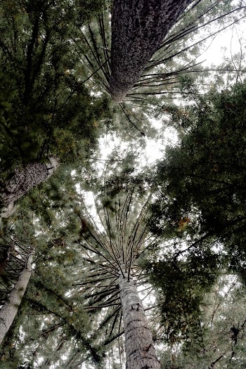 Green Leafed Trees