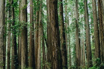 green leafed trees