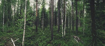 green leafed trees