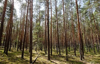 Green Leafed Trees