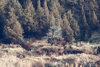 Green Leafed Trees