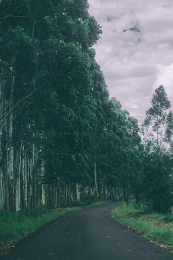 Green Leafed Trees