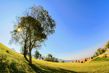 Green Leafed Trees 