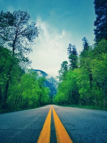 Green Leafed Trees