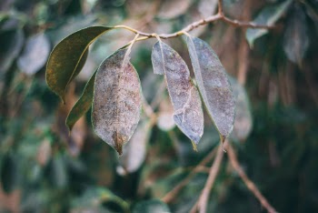 Green-leafed Trees