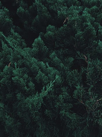 Green Leafed Trees