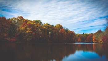 green leafed trees