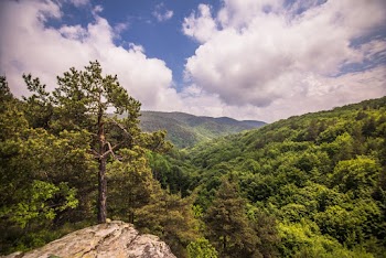 Green-leafed Trees