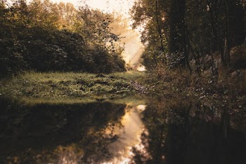 Green-leafed Trees