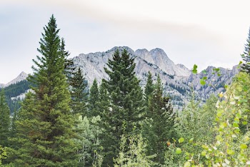 Green Leafed Trees