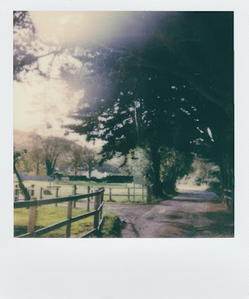 Green-leafed Trees