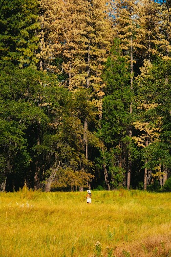 Green Leafed Trees