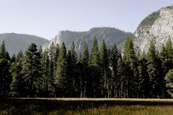 Green Leafed Trees
