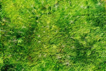 Green-leafed Trees