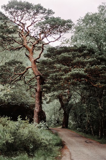 Green Leafed Trees