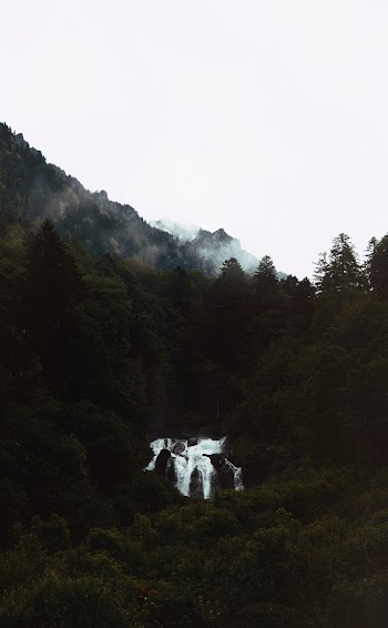 Green-leafed Trees