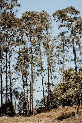Green-Leafed Trees