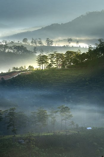 Green-leafed Trees