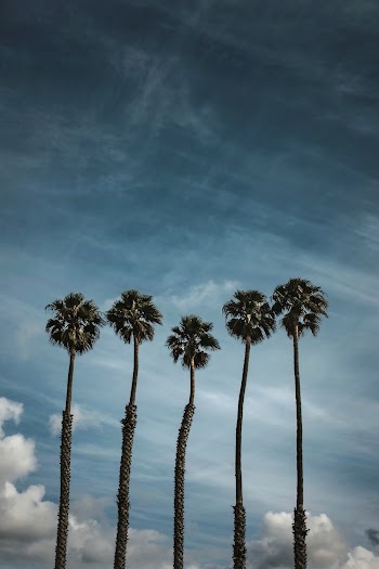 Green Leafed Trees