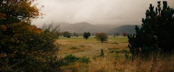Green Leafed Trees and Grass Field