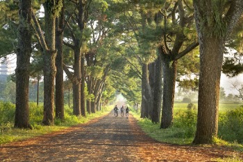 Green-leafed Trees and Grass Fields