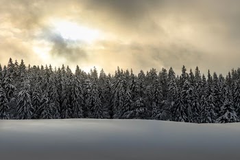 green leafed trees coated snow