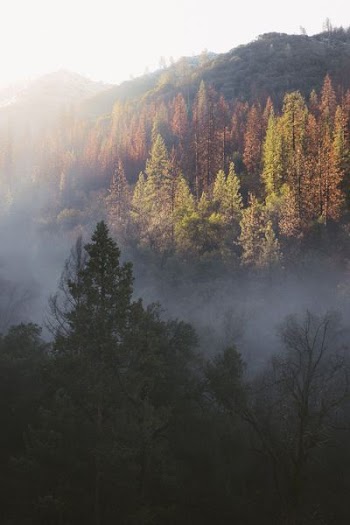 green leafed trees covered with fog during daytime