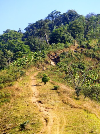 Green Leafed Trees during Daytimne