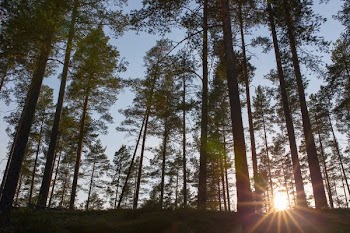 green leafed trees in sunset photography