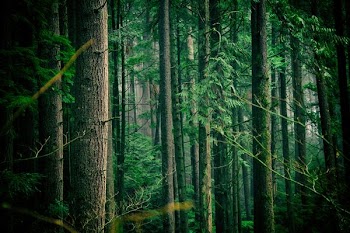 green leafed trees middle of forest during daytime
