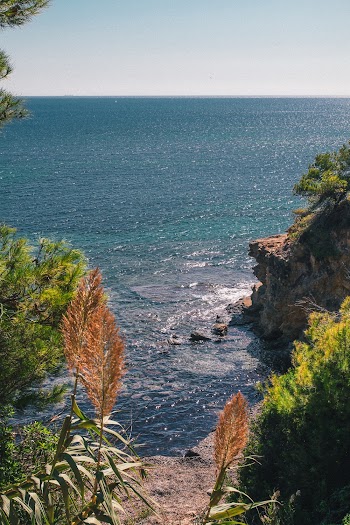Green Leafed Trees Near Body of Water