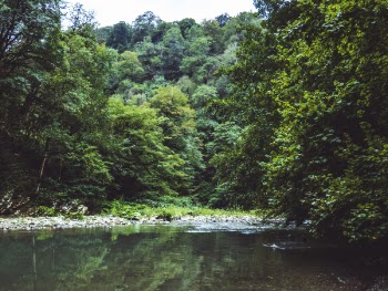Green Leafed Trees Near Body of Water