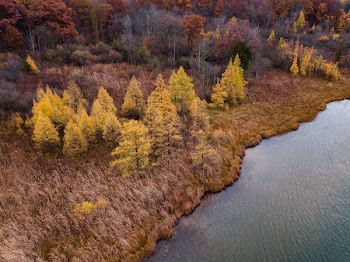 green leafed trees near body of water