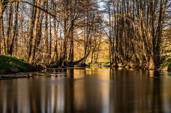 Green Leafed Trees Near Body of Water