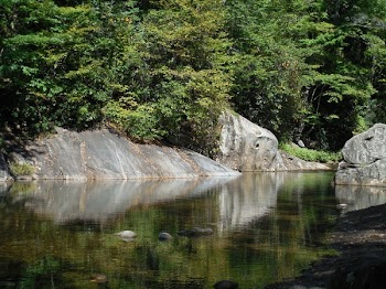 Green Leafed Trees Near Body of Water