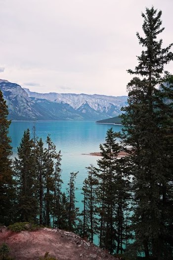 green leafed trees near body of water during daytime