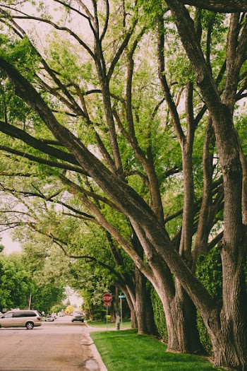 Green Leafed Trees Near Gray Van