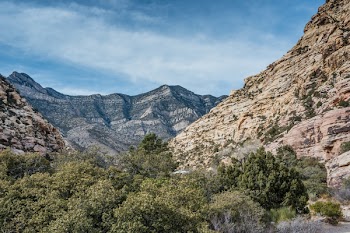 Green Leafed Trees Near on Mountain