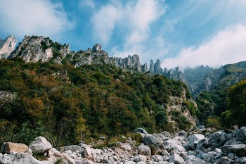 Green Leafed Trees Near Pile of Gray Boulders