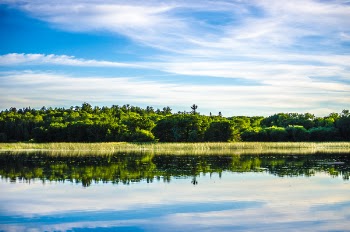 Green Leafed Trees Near River