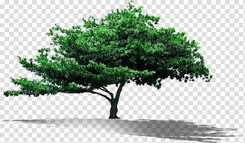 Green leafed trees , Quran Islam Muslim Learning Allah, Lush lime tree material transparent background PNG clipart